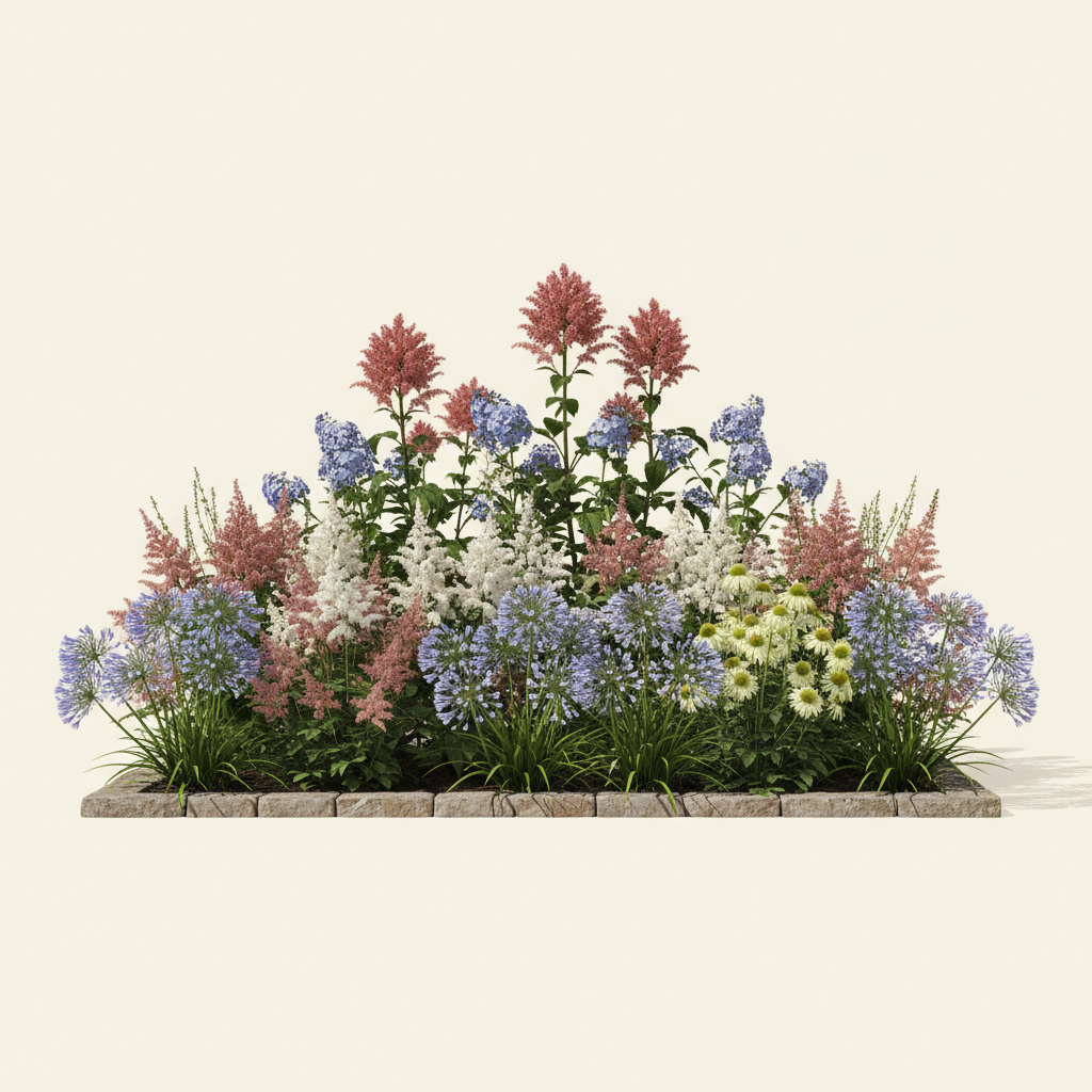 Rabatt med rabarber, astilbe, agapanthus i full sol – 8 m² perennrabatt