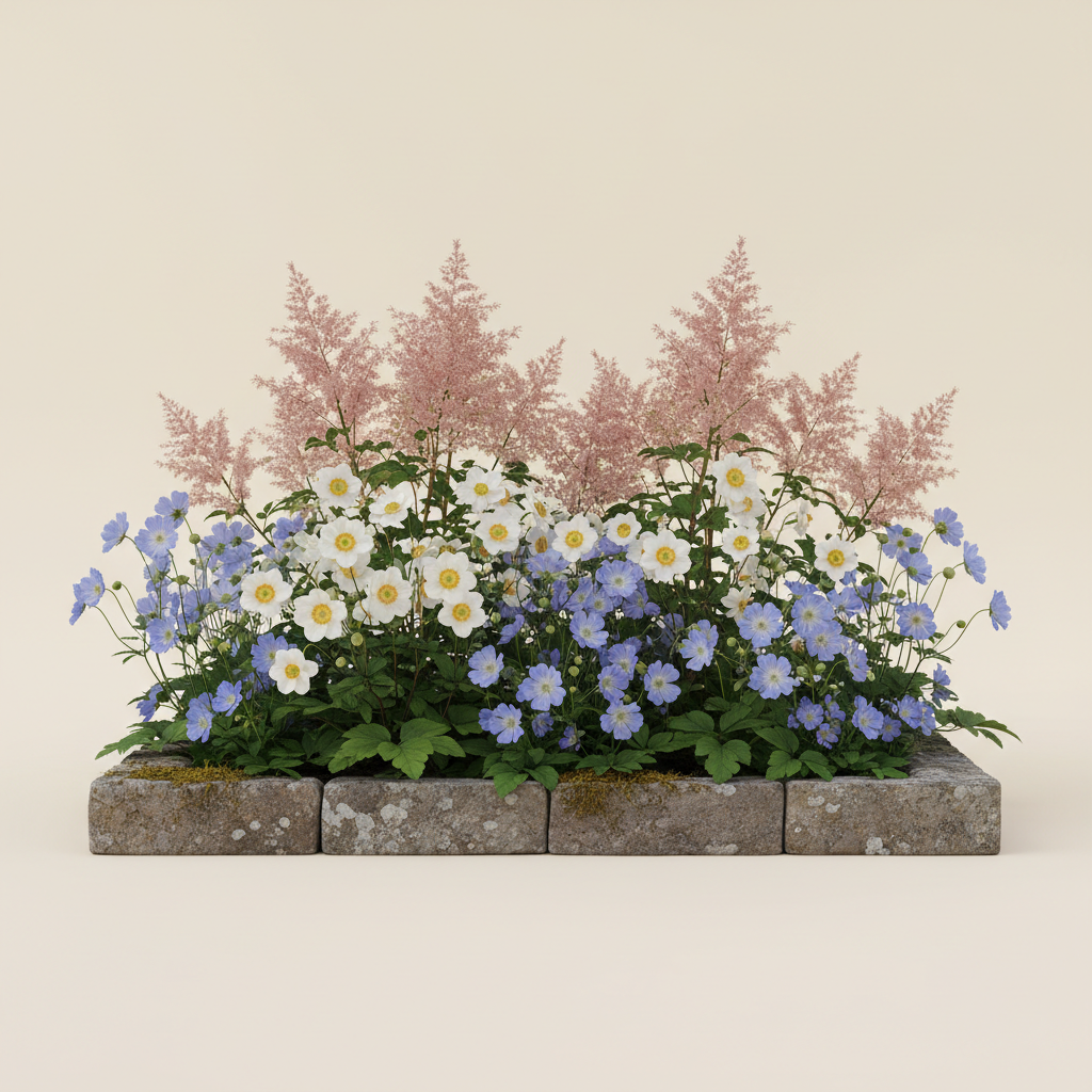 Rabatt med anemon, praktnäva, astilbe i skugga – 2 m² perennrabatt