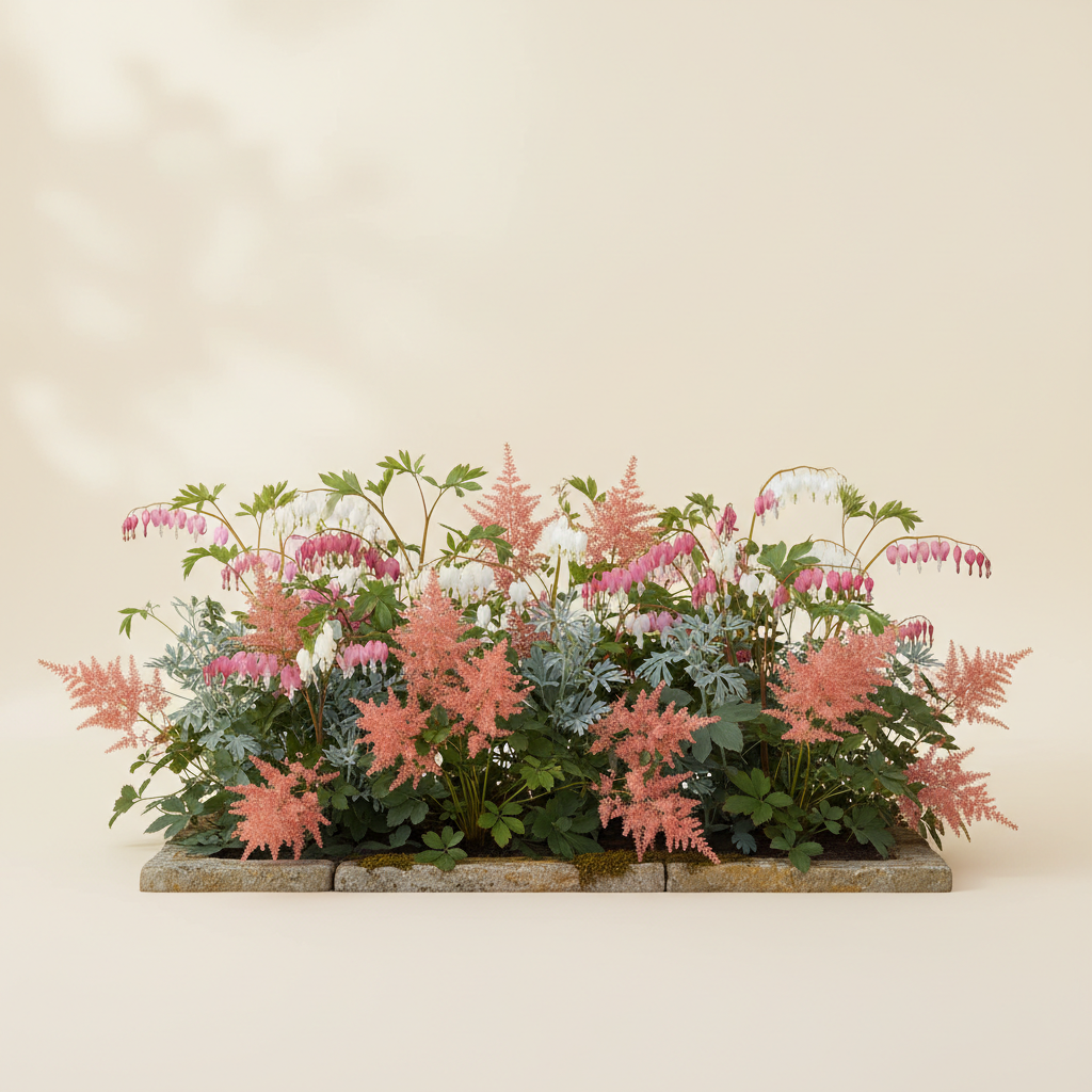 Rabatt med löjtnantshjärta, astilbe i halvskugga – 2 m² perennrabatt